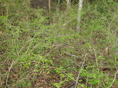 Synostemon albiflorus