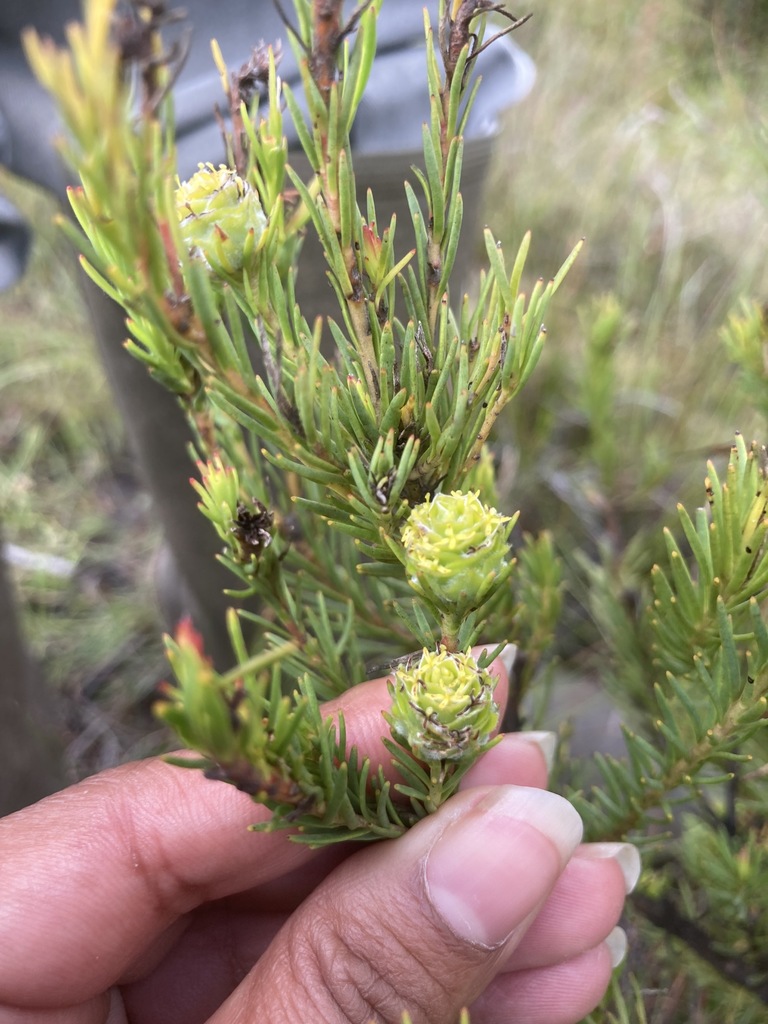 Modest Bredasdorp Conebush