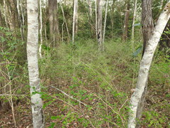 Synostemon albiflorus