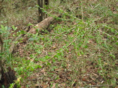 Phyllanthus microcladus