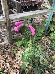 Penstemon triflorus