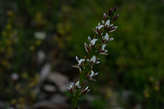 Prasophyllum odoratum