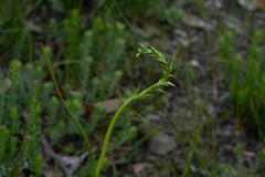 Prasophyllum odoratum