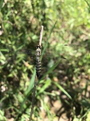 Lyriothemis pachygastra