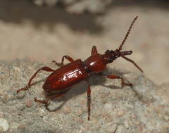 Eremoxenus chan