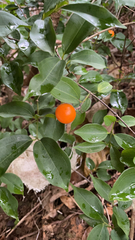 Strychnos cathayensis