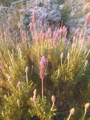 levanduľa zúbkatá (Lavandula dentata)