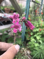 Penstemon triflorus