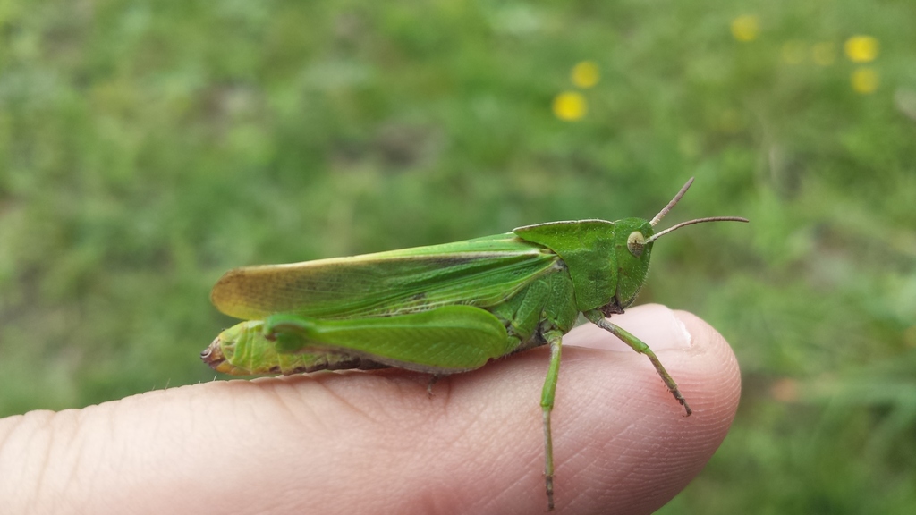 Mendocino Green-striped Grasshopper