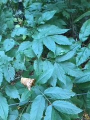 Sambucus nigra