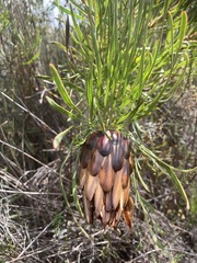 Protea pudens