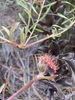 Leucospermum hypophyllocarpodendron hypophyllocarpodendron × pedunculatum - Photo (c) Dewidine, algunos derechos reservados (CC BY-NC), subido por Dewidine