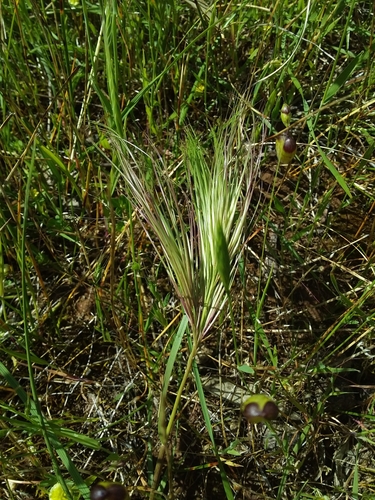 Image of Aristida Behriana (Aristida behriana) by no rights reserved