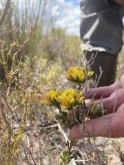 Aspalathus securifolia