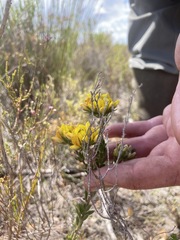Aspalathus securifolia