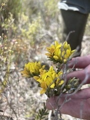 Aspalathus securifolia