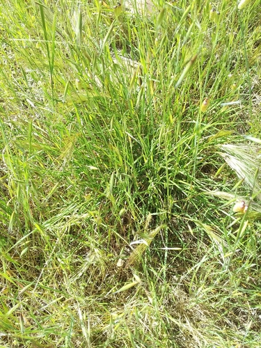 Image of Aristida Behriana (Aristida behriana) by no rights reserved