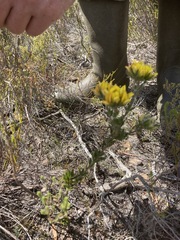 Aspalathus securifolia