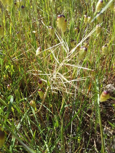 Image of Aristida Behriana (Aristida behriana) by no rights reserved