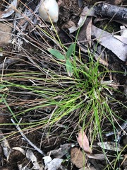Cyperus gracilis