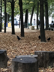 Corvus corone