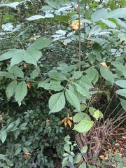 Sambucus nigra