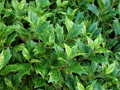 Osmanthus heterophyllus