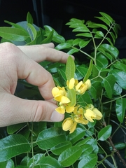 Cassia marksiana