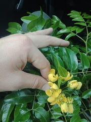 Cassia marksiana