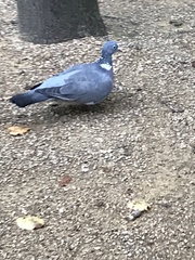 Columba palumbus
