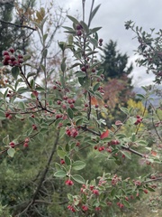 Cotoneaster integerrimus