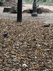 Columba palumbus