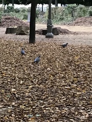 Columba palumbus