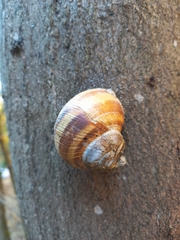 Helix lucorum