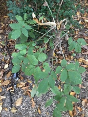 Sambucus nigra