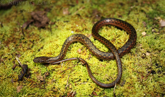 Hebius sanguineus