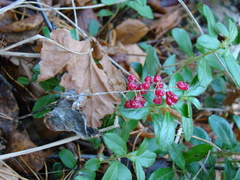 Maianthemum bifolium