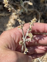 Froelichia xantusii
