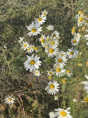 Tripleurospermum inodorum