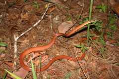 Boiga nigriceps