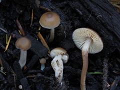 Myochromella boudieri