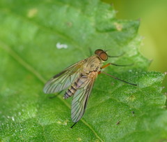Atherimorpha