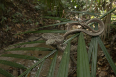 Boiga bengkuluensis