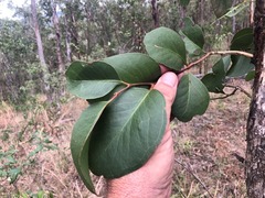Eucalyptus moluccana