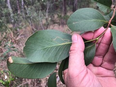 Eucalyptus moluccana