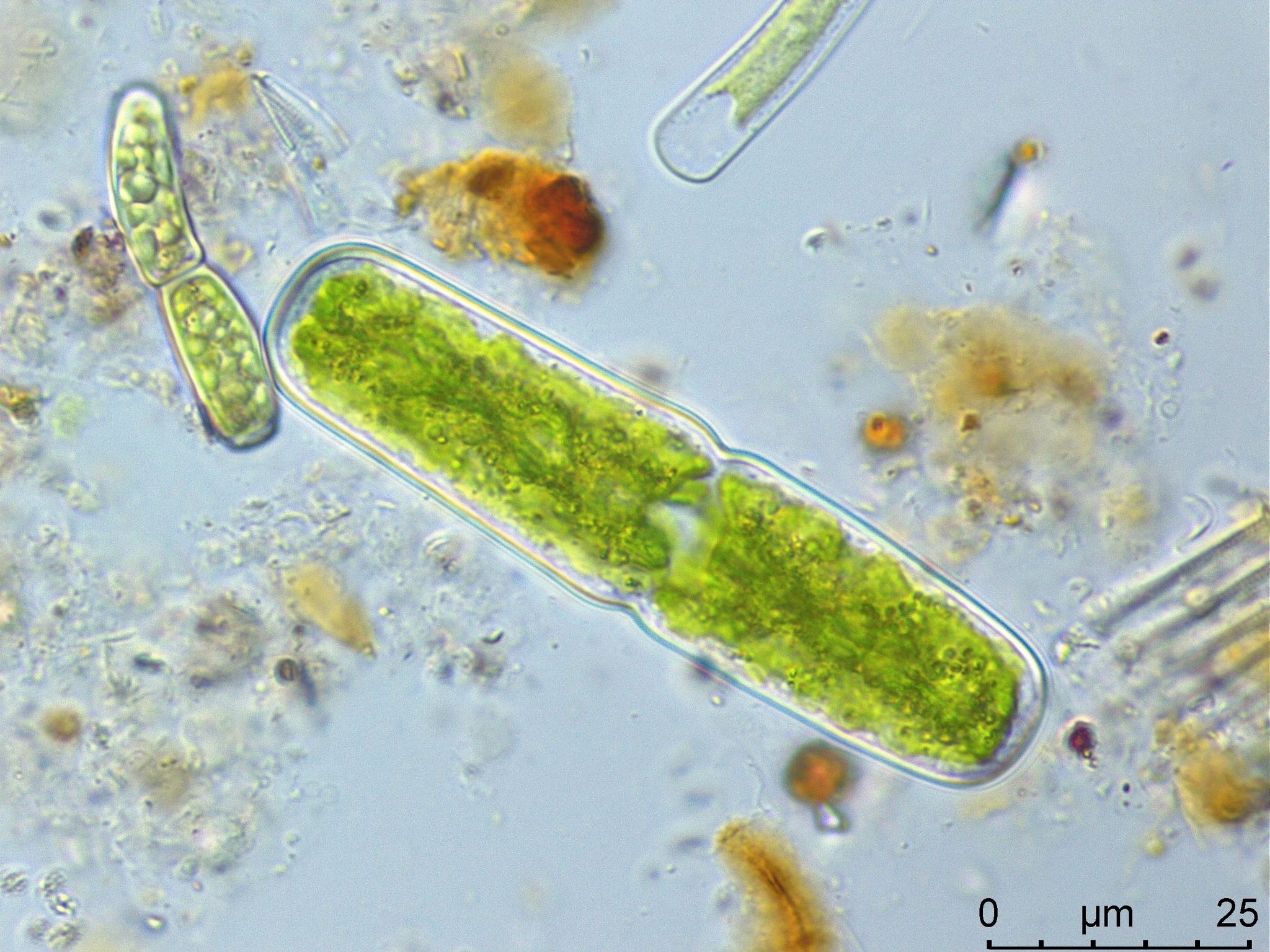 Penium cylindrus