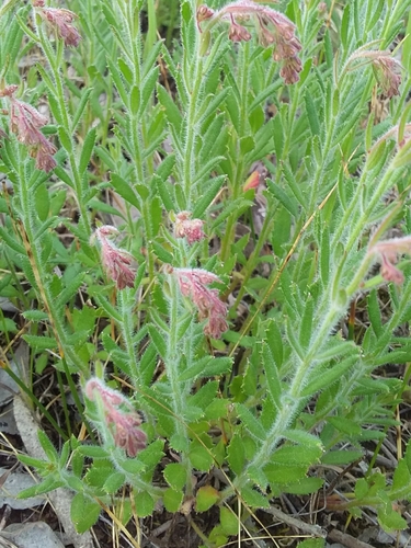 Gonocarpus elatus (Gonocarpus elatus)