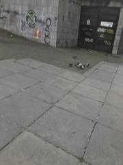 Columba livia domestica