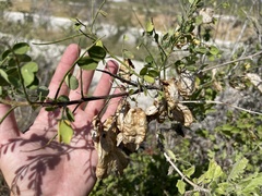 Diphysa occidentalis