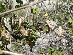 Diphysa occidentalis